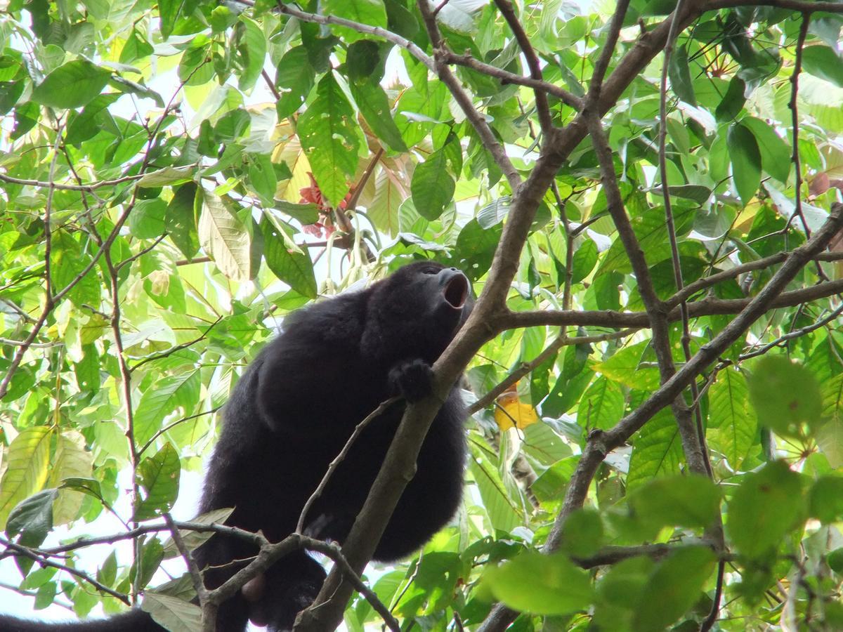 Hickatee Cottages, Belize, Central America Пунта-Горда Экстерьер фото