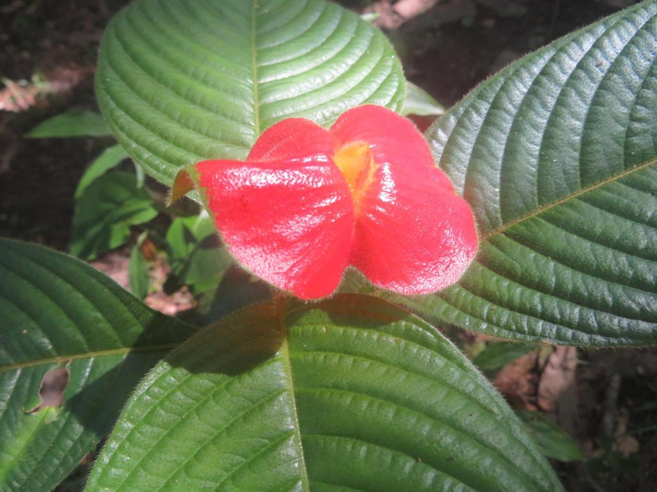 Hickatee Cottages, Belize, Central America Пунта-Горда Экстерьер фото